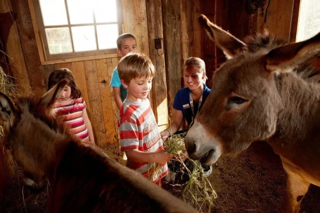 urlaub mit kindern,zillertal,tirol