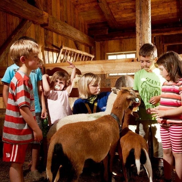 ziegen schafe bauernhof