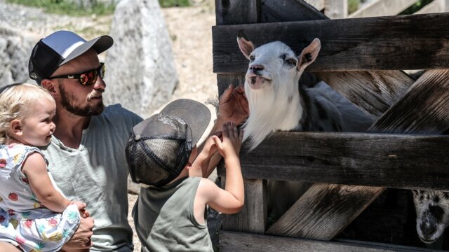 Vater mit Kindern füttert eine Ziege.